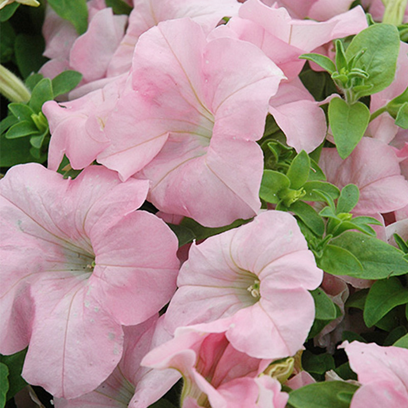 直立矮牵牛花苗阳台四季易种