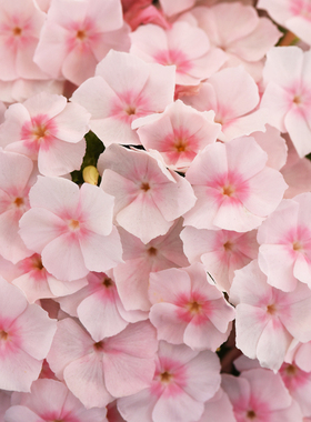 福禄考花苗花种子苗四季种开花盆栽植物花卉室内阳台室外易种
