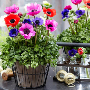 2株银莲花花苗种球种子小苗宿根多年生盆栽四季种开花阳台庭院花