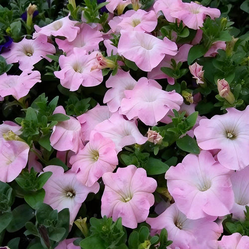 新直立矮牵牛2株种苗阳台庭院室内外大花爆花盆栽易种活花苗冬季