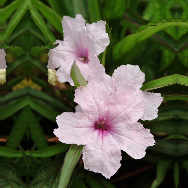 逸棵翠芦莉花苗多年生开花夏季盆栽阳台花卉植物 鲜花速递/花卉仿真/绿植园艺 时令草本花卉 原图主图