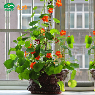 旱金莲花苗幼苗种子苗爬藤植物垂吊重瓣花叶大苗阳台庭院室外冬季