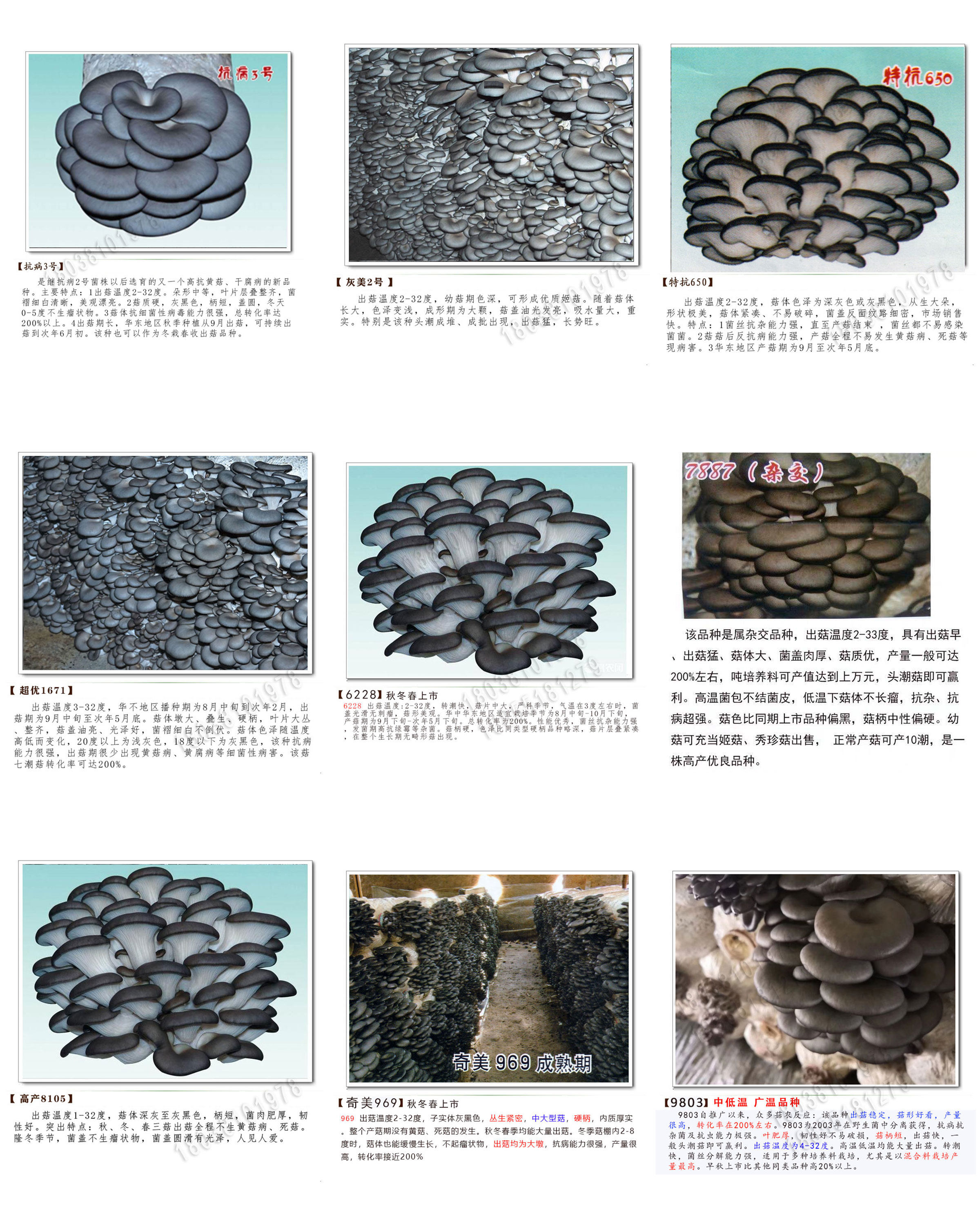 969 灰美2号 平菇菌种 原种 栽培种 姬菇 二级三级种 麦粒枝条种