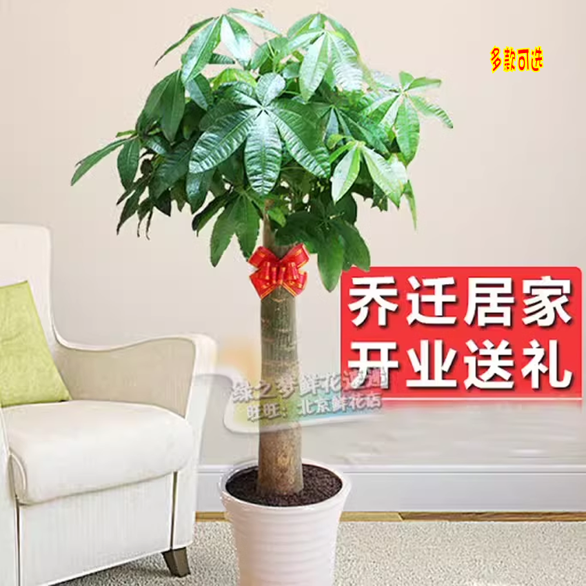 开张发财树大绿萝竹笼绿植盆景室内花卉盆栽金橘客厅摆放送货上门