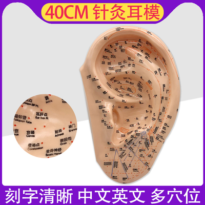 40CM针灸耳模刻字清晰