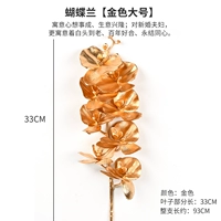 Orange 7 Phalaenopsis/1