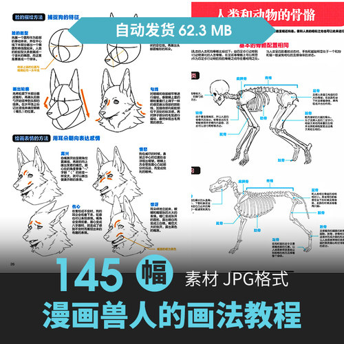 动物拟人角色兽人的画法FURRY动态人体结构绘画临摹线稿素材图片