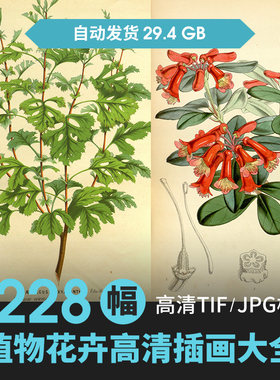 复古手绘水彩彩铅唯美花卉植物牡丹水仙花朵插画图片绘画临摹素材