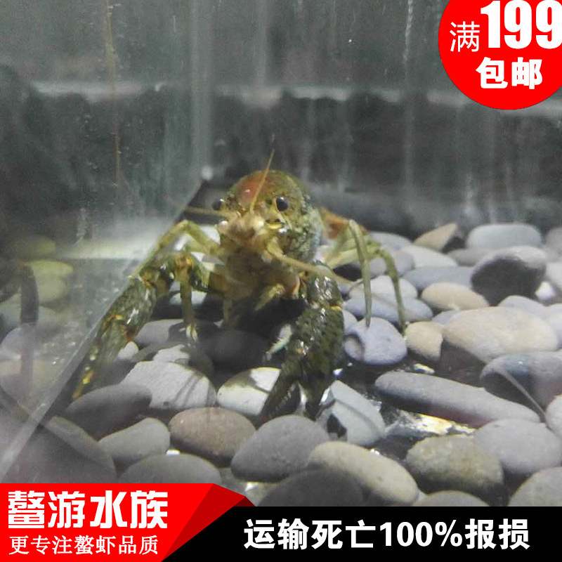 Aquarium blue Dragon shrimp Getting Started fish tank Watch Pets Crayfish Multiplication Crawfishin the Pet/Pet food and supplies , Aqua World , Shrimp  category - from Buy2taobao.com to provide professional Taobao agent buy service