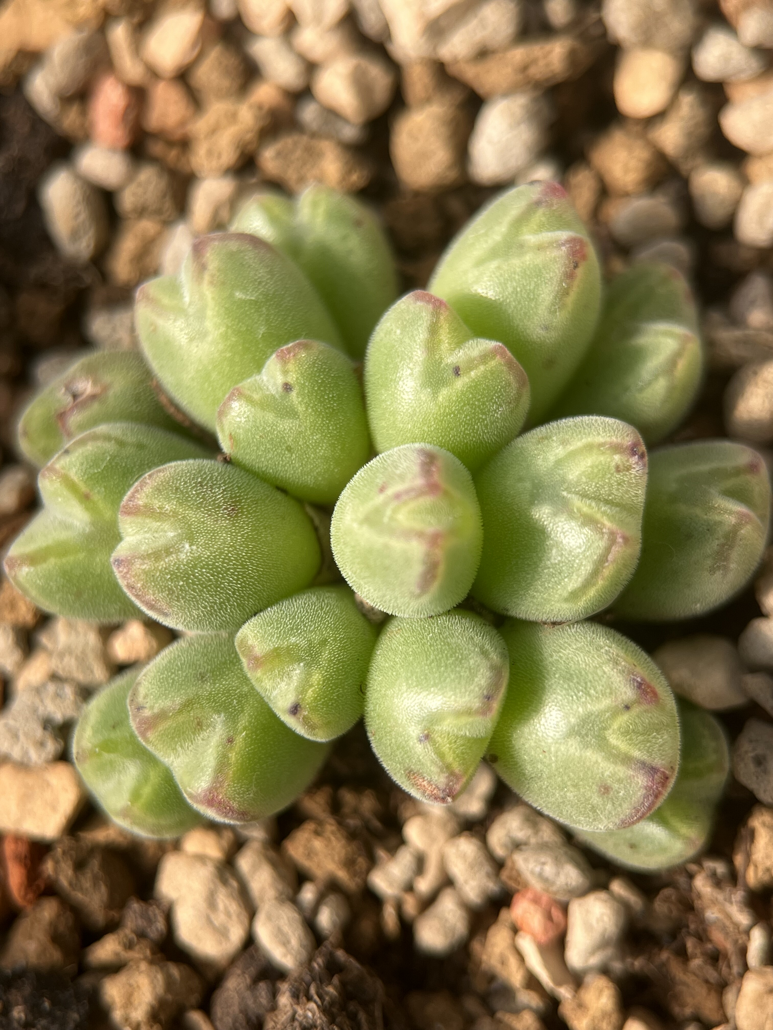 丹尼尔猪蹄群生18头肉锥满38包邮