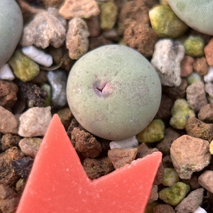 红嘴杂交变异肉锥包邮