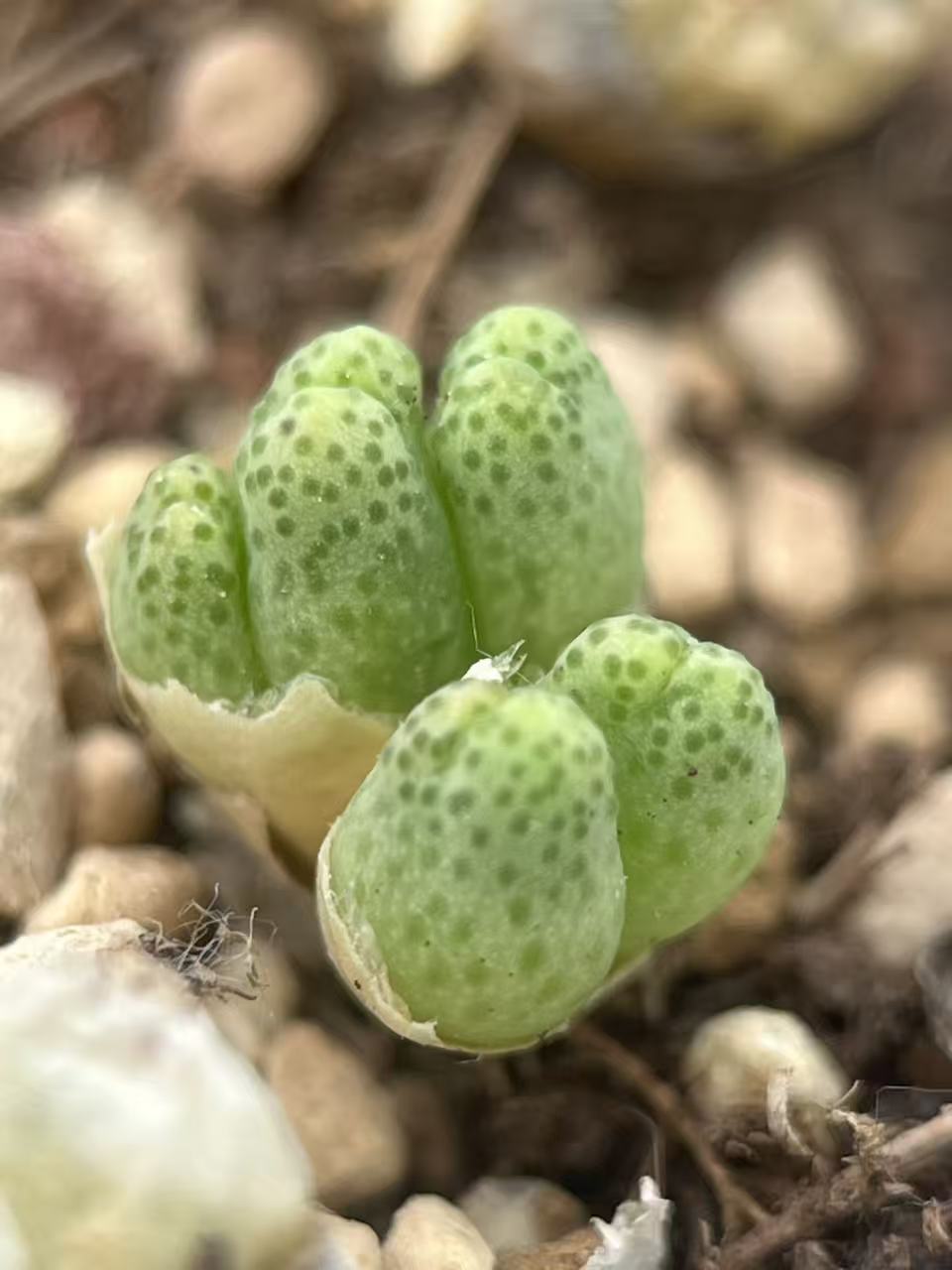 草莓斑马5-6头群生肉锥包邮 买3群送一群