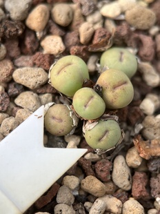 园艺红嘴群生肉锥满38包邮