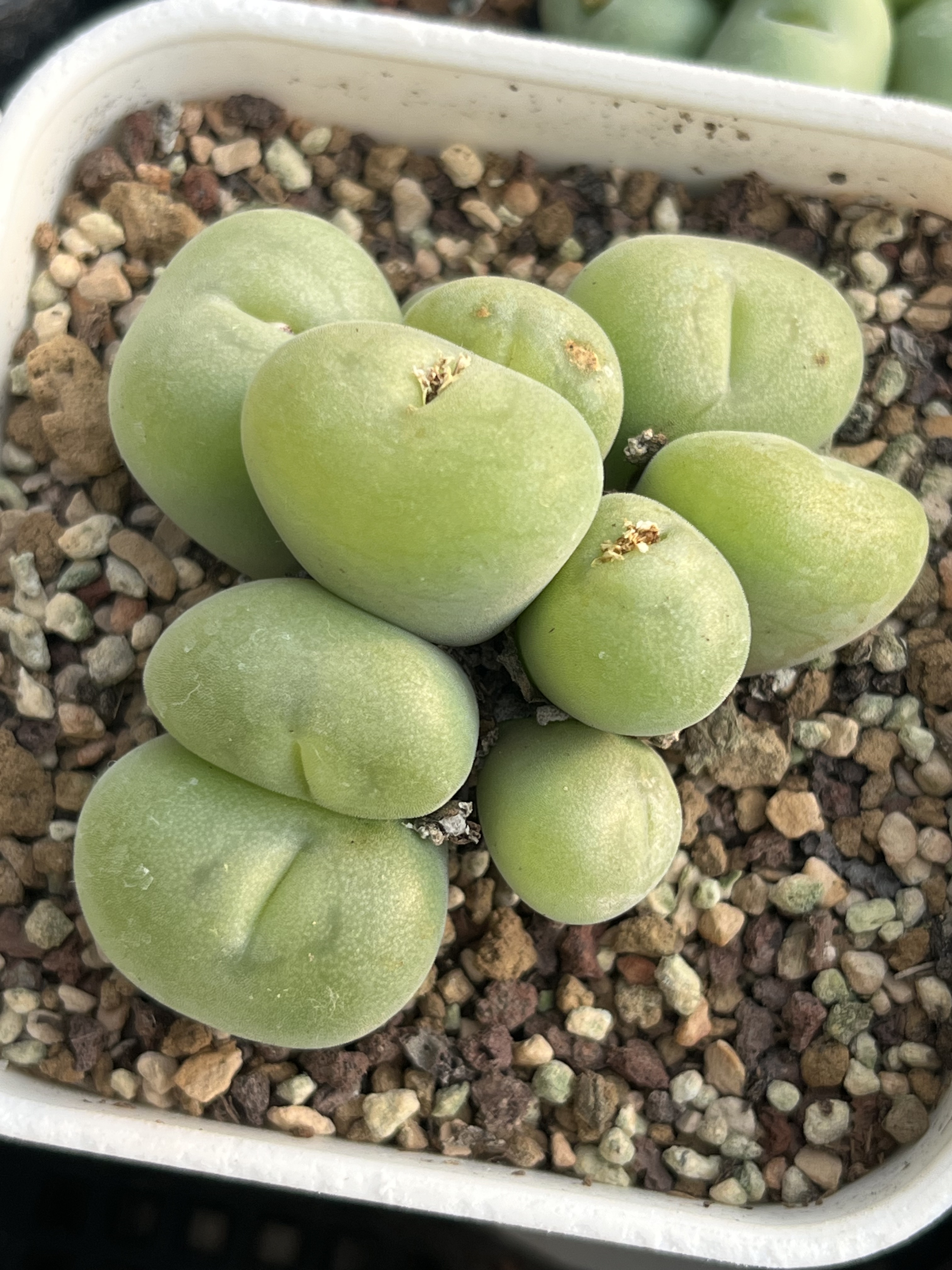 园艺空卡佛群生肉锥10头包邮