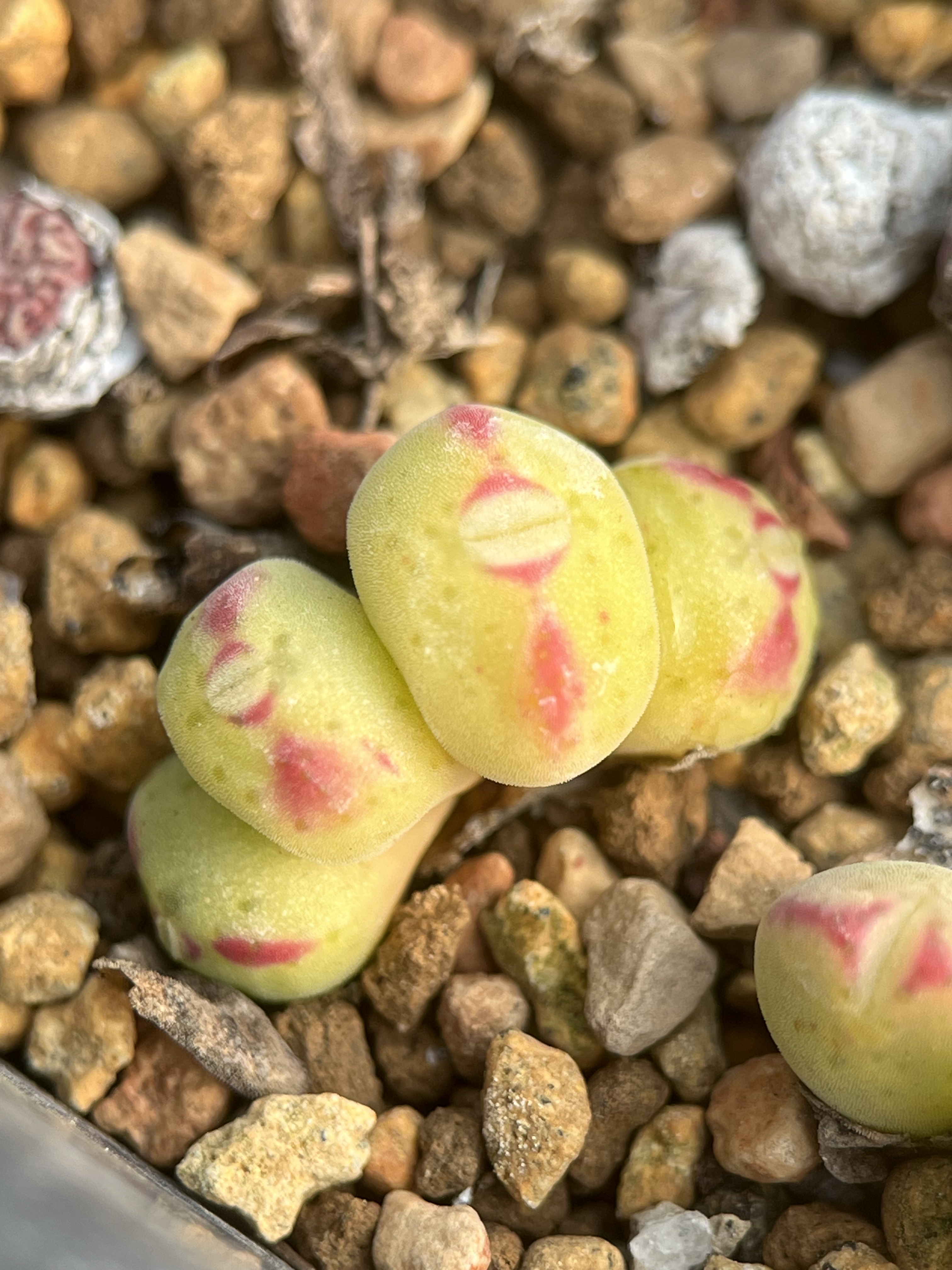 特选群生红边肉锥