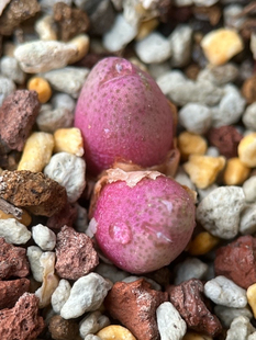 园艺肉锥斑马杂交双头飒露紫