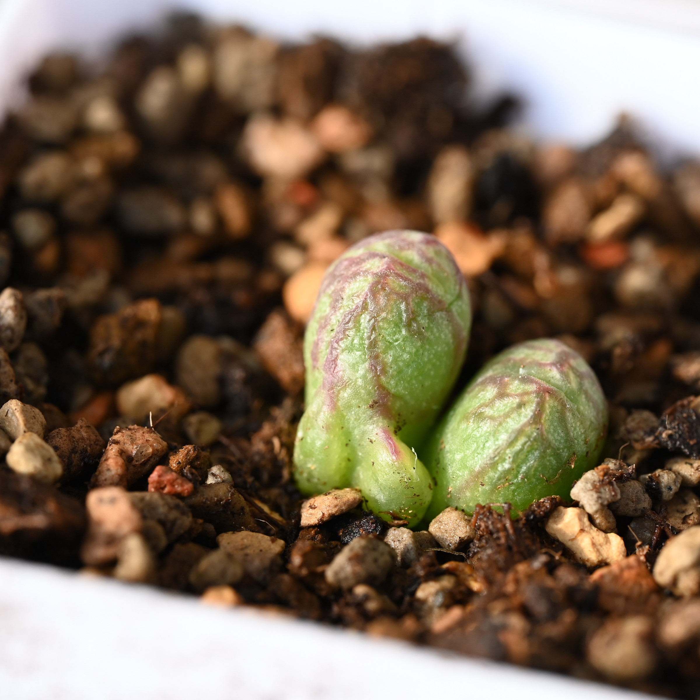 送奶工杂交变异肉锥包邮,鲜花速递/花卉仿真/绿植园艺,多肉植物,淘宝优惠券,粉丝福利购,淘宝优惠卷
