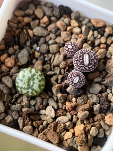 超墨和特选安贞打包包邮