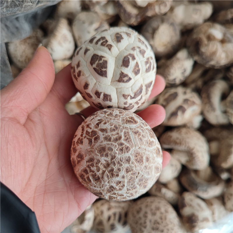 河南泌阳花菇500g包邮椴木香菇肉厚味香蘑菇煲汤焖肉干货土特产