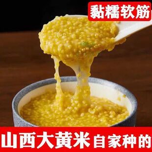 正宗繁峙大黄米繁峙大黄米