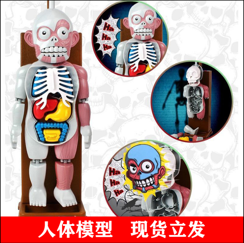 万圣节亲子恶搞人体骷髅模型内脏