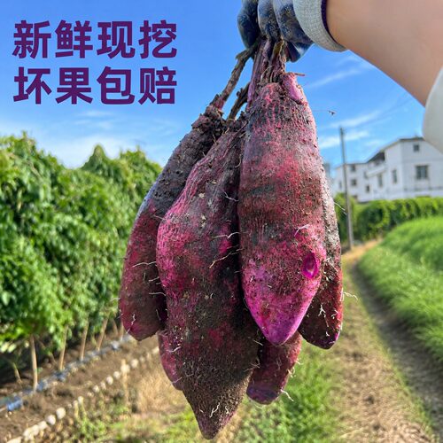 正宗赣南紫山药农家自种现挖