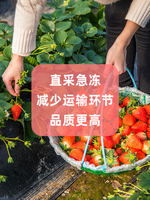 Fresh frozen strawberries, quick-frozen strawberries, 2 pounds of frozen strawberries, for commercial milk tea shops to make juice and bake milkshakes thumbnail 2