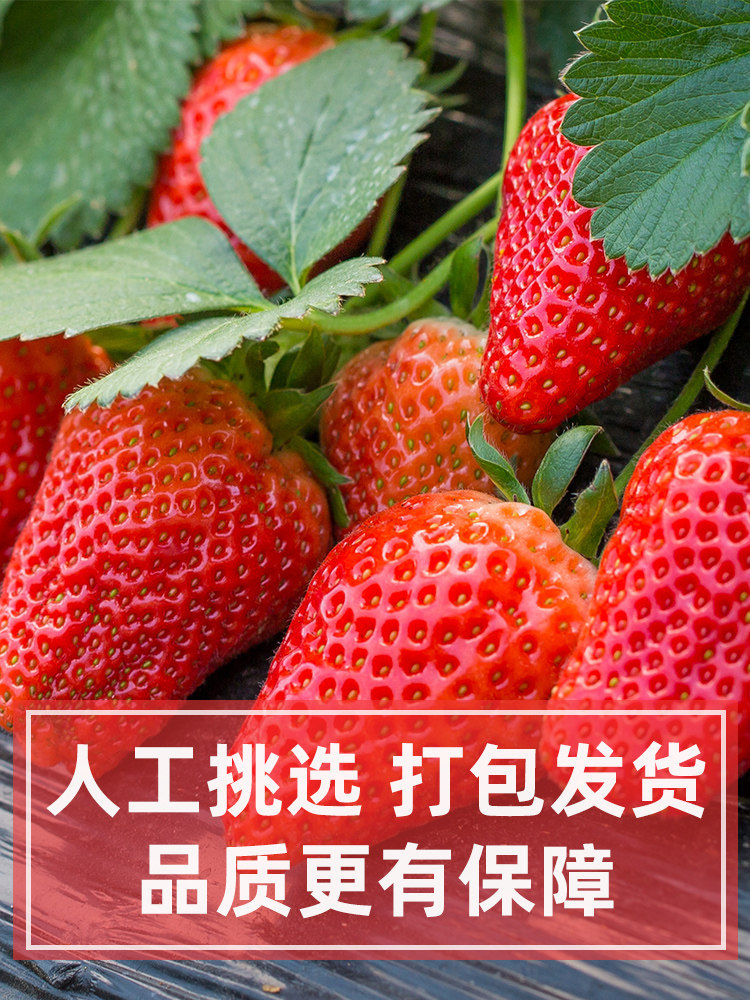 Fresh frozen strawberries, quick-frozen strawberries, 2 pounds of frozen strawberries, for commercial milk tea shops to make juice and bake milkshakes thumbnail 3