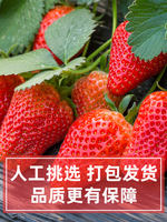 Fresh frozen strawberries, quick-frozen strawberries, 2 pounds of frozen strawberries, for commercial milk tea shops to make juice and bake milkshakes thumbnail 3