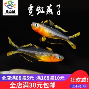 霓虹燕子鱼灯科鱼小型热带鱼新郎官珍珠阿鲁燕子美人观赏活体包活