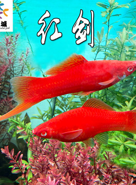 红剑胎生鱼红箭热带淡水鱼新手