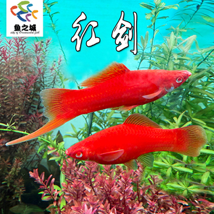 红剑胎生鱼红箭热带淡水鱼新手观赏鱼生小鱼剑尾鱼米奇灯鱼孔雀鱼