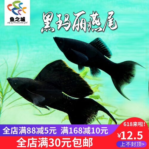 活体双尾热带观赏鱼黑玛丽