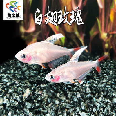 鱼之城白翅玫瑰热带鱼白旗飘飘