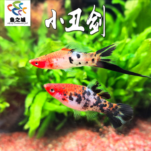 小丑剑新品剑尾鱼胎生鱼淡水新手