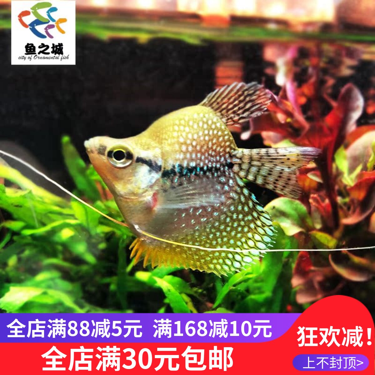 鱼之城珍珠马甲球型鱼常规热带观赏鱼活体耐养活Q版丽丽鱼观赏鱼