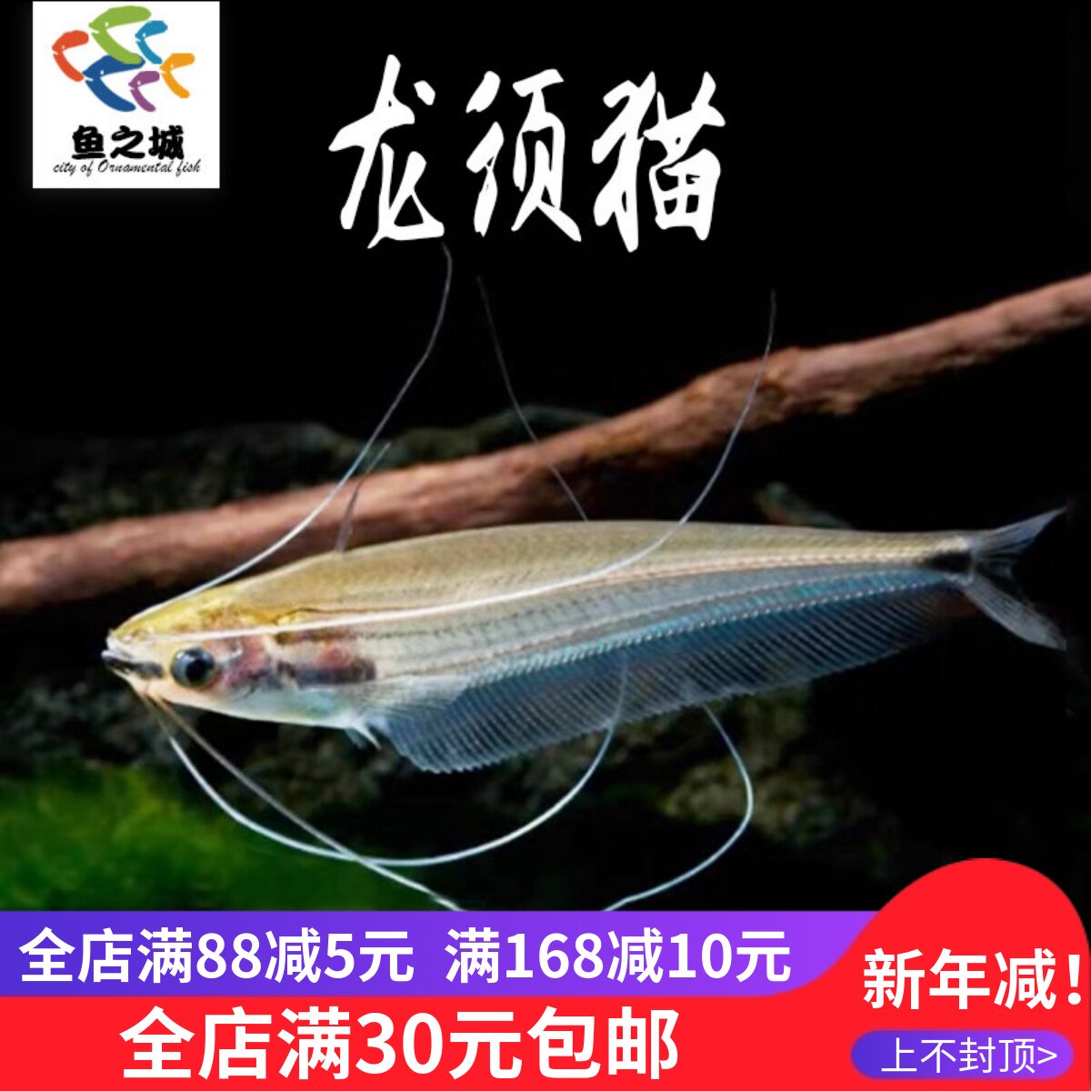 龙须猫鱼泰国透明玻璃四须猫海象群游鱼缸热带鱼淡水观赏鱼灯科鱼