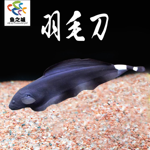 鱼之城羽毛刀魔鬼刀鱼热带鱼