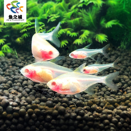 红肚玻璃灯科鱼热带鱼包活好养