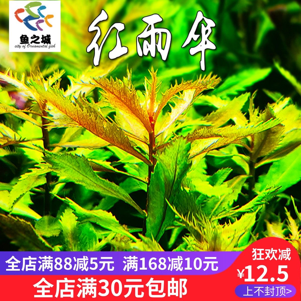 水草红雨伞鱼缸造景装饰造氧活体红色水草水族箱淡水植物宫廷草
