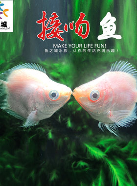 亲嘴鱼鱼之城接吻鱼吻嘴鱼kiss鱼