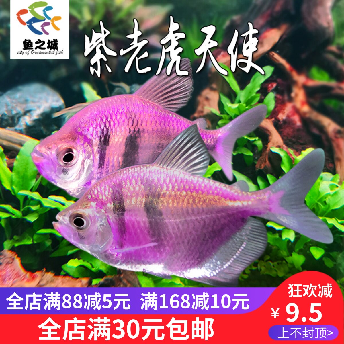 紫老虎天使鱼观赏鱼活鱼淡水热带鱼翡翠斑马七彩天使鱼好养耐活