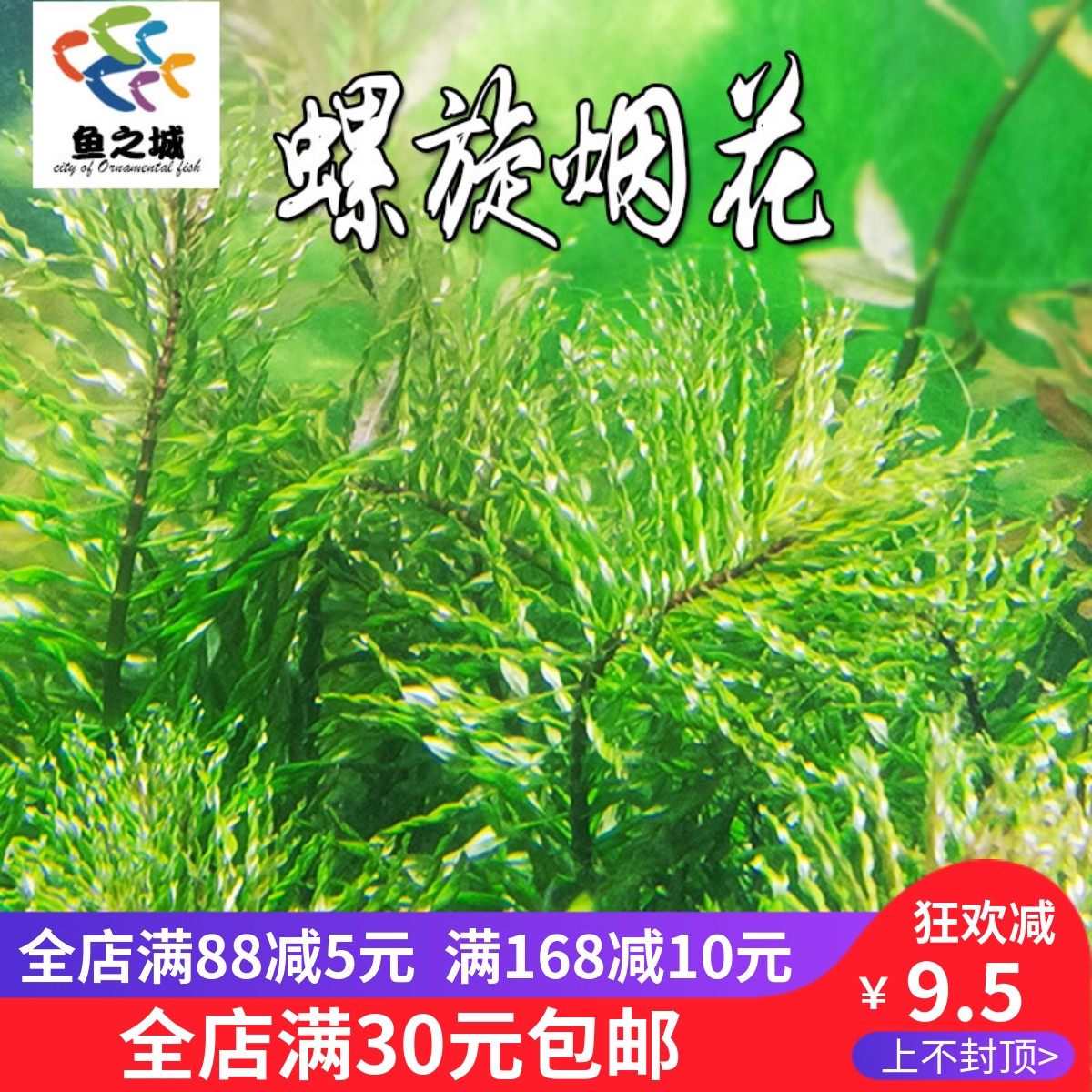 螺旋烟花中后景稀有水草鱼缸造景宫廷草羽毛草自养水下叶淡水好养