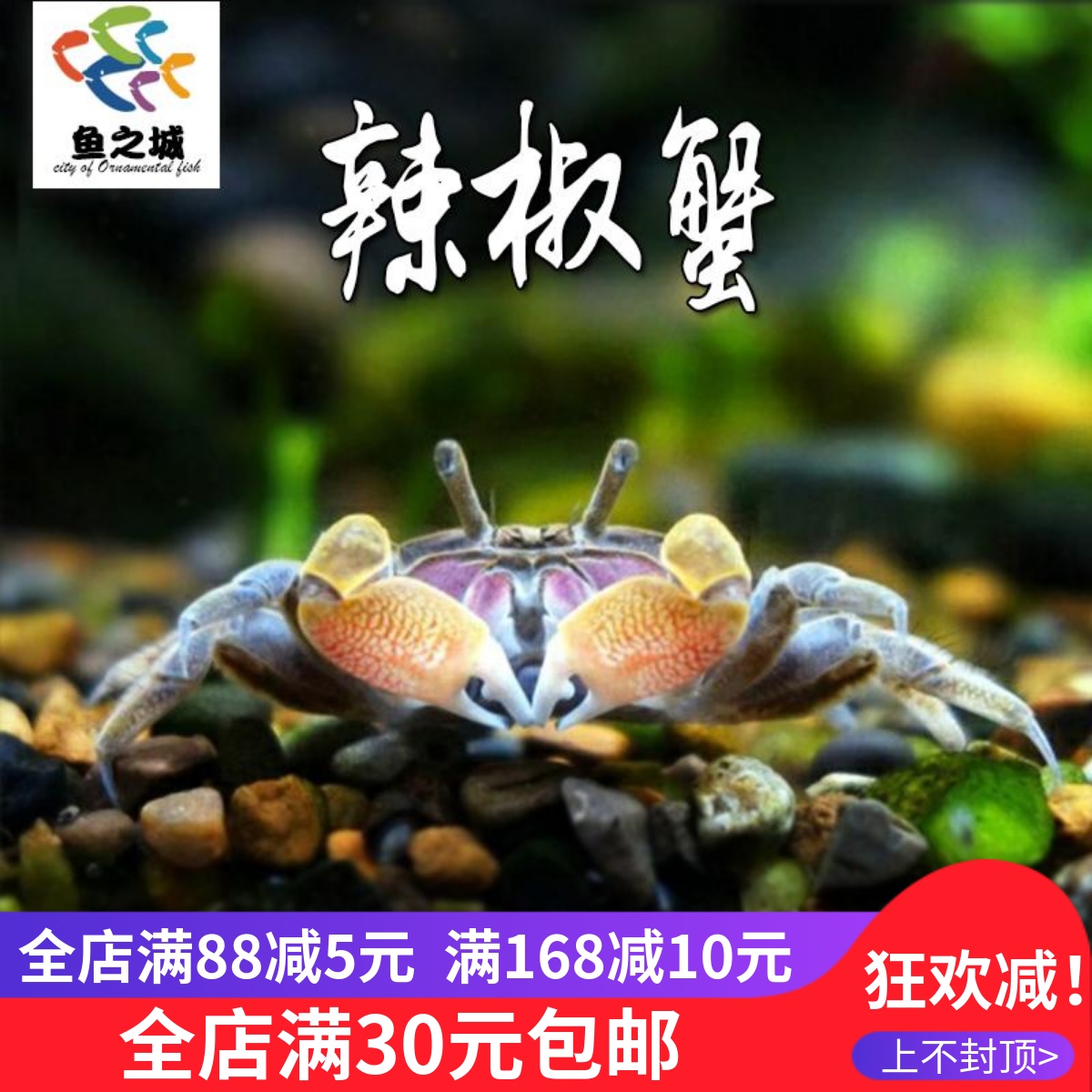 迷你辣椒蟹豆豆蟹观赏鱼