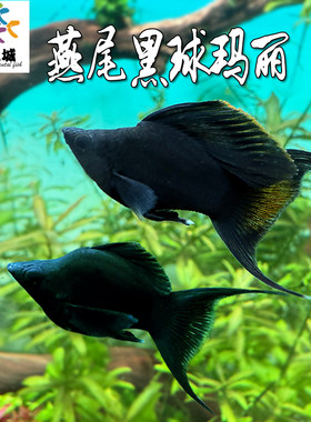 燕尾黑球玛丽鱼新手皮球鱼淡水