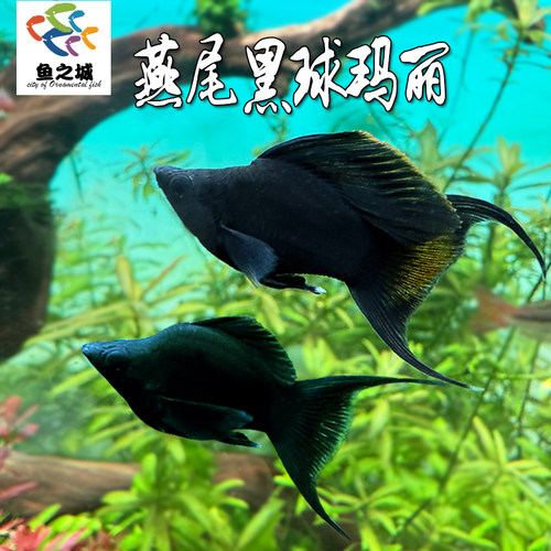 燕尾黑球玛丽鱼新手皮球鱼淡水