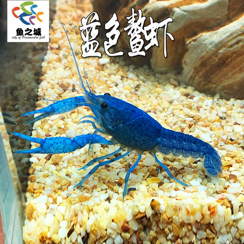 蓝色鳌虾观赏虾活体宠物虾原生虾