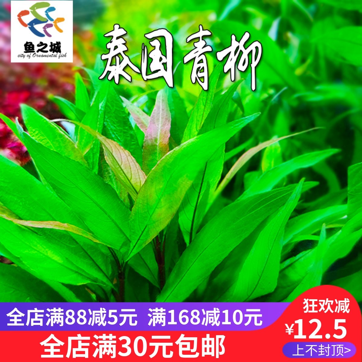 泰国青柳水草有茎类淡水中后景水族鱼缸造景造氧真水草红宫廷草