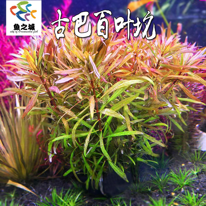 古巴百叶坨草鱼缸造景新手好养易活真水草中后景紫三角绿宫廷草