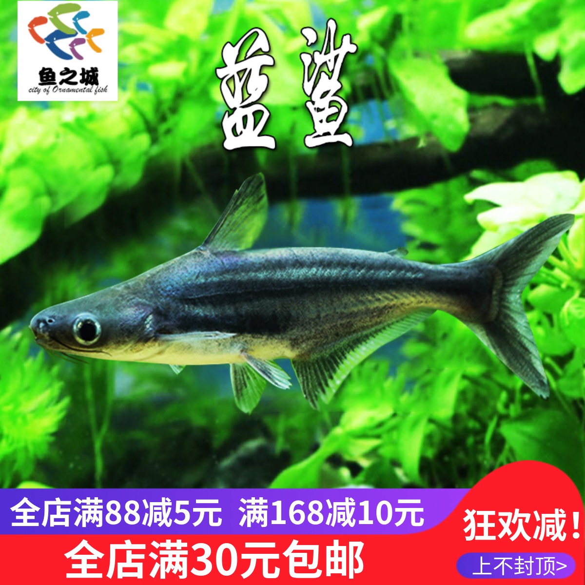 鱼之城热带鱼蓝鲨大型鱼好养